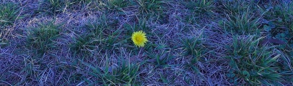 Beauty born from pain