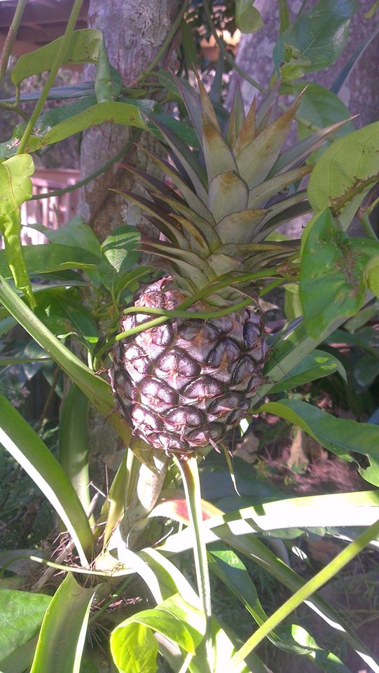 12711261_10207555529464760_526938904537760062_o