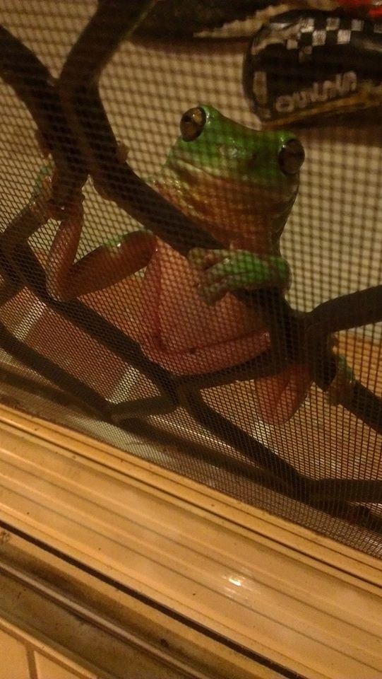 1272220_10203349670240908_9186009010723723375_o