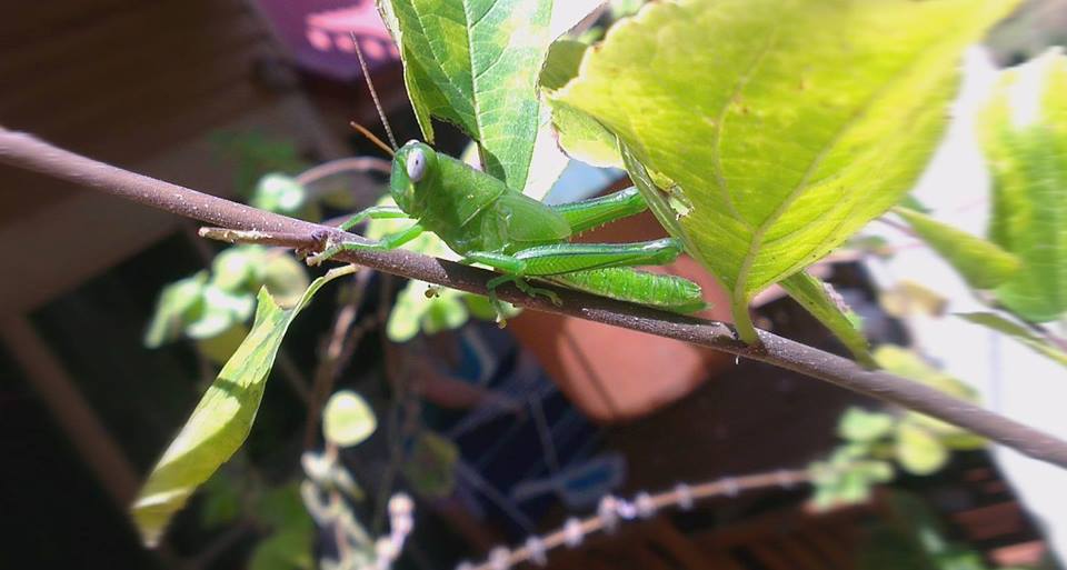 12728937_10207621228747201_3052863241973644278_n