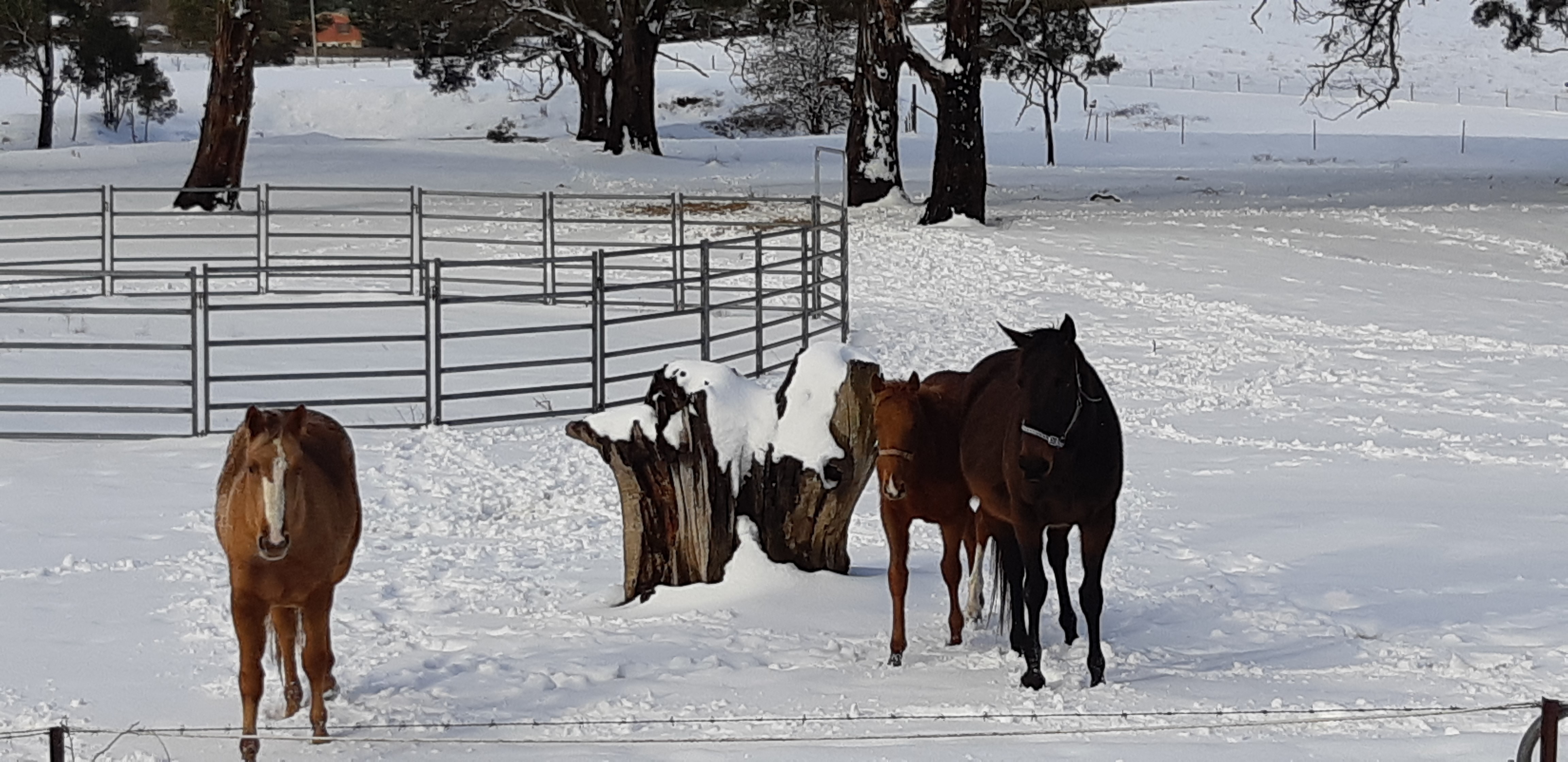Two horses at a fence in the Blue Mountains in winter