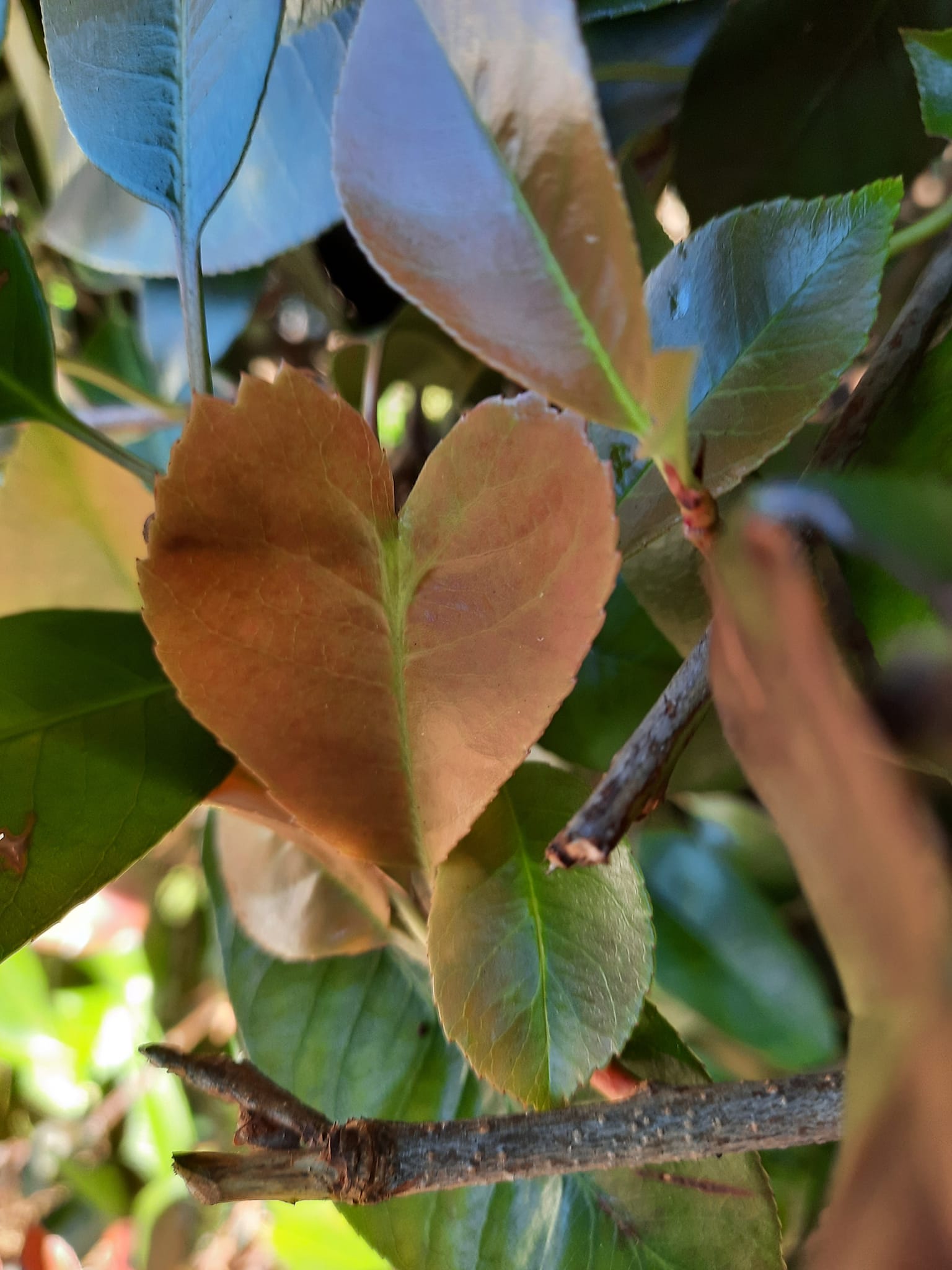 A heart shape found in nature
